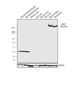 Invitrogen LRP2 Polyclonal Antibody 100 &mu;L; Unconjugated:Antibodies,