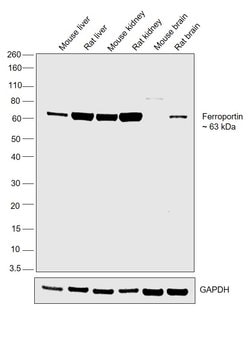 Invitrogen Ferroportin Polyclonal Antibody 100 &mu;L; Unconjugated:Antibodies,
