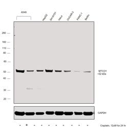 Invitrogen MTCO1 Polyclonal Antibody 100 &mu;L; Unconjugated:Antibodies,