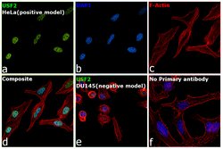 Invitrogen USF2 Polyclonal Antibody 100 &mu;L; Unconjugated:Antibodies,