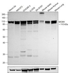 Invitrogen MCM4 Polyclonal Antibody 100 &mu;L; Unconjugated:Antibodies,