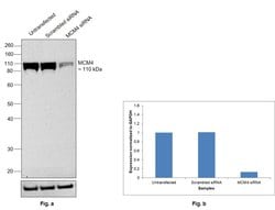 Invitrogen MCM4 Polyclonal Antibody 100 &mu;L; Unconjugated:Antibodies,