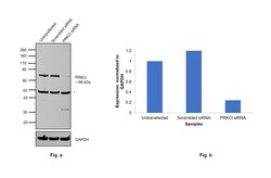 Invitrogen PKC lambda/iota Polyclonal Antibody 100 &mu;L; Unconjugated:Antibodies,