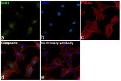 Invitrogen GLB1 Polyclonal Antibody 100 &mu;L; Unconjugated:Antibodies,