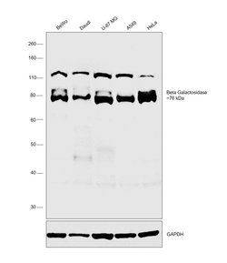 Invitrogen GLB1 Polyclonal Antibody 100 &mu;L; Unconjugated:Antibodies,