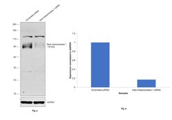 Invitrogen GLB1 Polyclonal Antibody 100 &mu;L; Unconjugated:Antibodies,