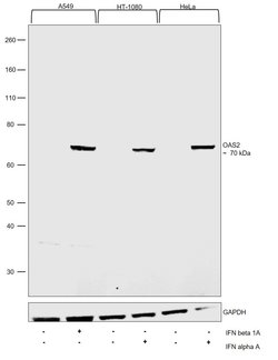 Invitrogen OAS2 Polyclonal Antibody 100 &mu;L; Unconjugated:Antibodies,
