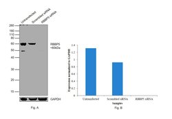 Invitrogen RBBP5 Polyclonal Antibody 100 &mu;L | Buy Online | Invitrogen&trade; | Fisher Scientific