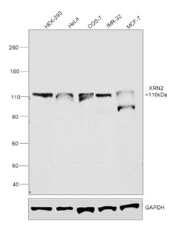 Invitrogen XRN2 Polyclonal Antibody 100 &mu;L; Unconjugated:Antibodies,