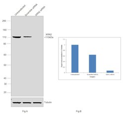 Invitrogen XRN2 Polyclonal Antibody 100 &mu;L; Unconjugated:Antibodies,