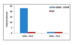 Invitrogen CENPB Polyclonal Antibody 100 &mu;L; Unconjugated:Antibodies,