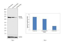 Invitrogen CENPB Polyclonal Antibody 100 &mu;L; Unconjugated:Antibodies,