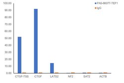 Invitrogen TEF1 Polyclonal Antibody 100 &mu;L; Unconjugated:Antibodies,