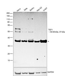 Invitrogen TEF1 Polyclonal Antibody 100 &mu;L; Unconjugated:Antibodies,