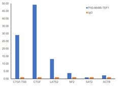 Invitrogen TEF1 Polyclonal Antibody 100 &mu;L; Unconjugated:Antibodies,