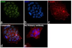 Invitrogen ETV5 Polyclonal Antibody 100 &mu;L; Unconjugated:Antibodies,