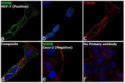 Invitrogen SCRIB Polyclonal Antibody 100 &mu;L; Unconjugated:Antibodies,