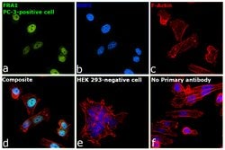 Invitrogen Fra1 Polyclonal Antibody 100 &mu;L; Unconjugated:Antibodies,