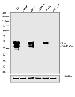 Invitrogen Fra1 Polyclonal Antibody 100 &mu;L; Unconjugated:Antibodies,