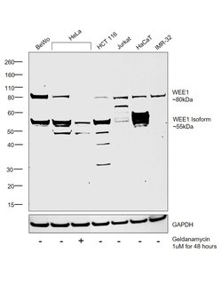 WEE1 Polyclonal Antibody:Antibodies, Polyclonal