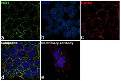 Invitrogen&trade;&nbsp;MCT1 Polyclonal Antibody
