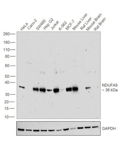 Invitrogen NDUFA9 Polyclonal Antibody 100 &mu;L; Unconjugated:Antibodies,