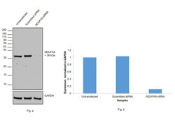 Invitrogen NDUFA9 Polyclonal Antibody 100 &mu;L; Unconjugated:Antibodies,