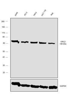 Invitrogen ORC2 Polyclonal Antibody 100 &mu;L; Unconjugated:Antibodies,