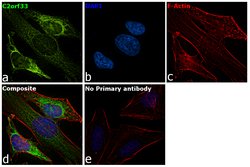 Invitrogen C2orf33 Polyclonal Antibody 100 &mu;L; Unconjugated:Antibodies,