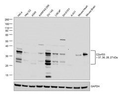 Invitrogen C2orf33 Polyclonal Antibody 100 &mu;L; Unconjugated:Antibodies,