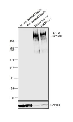 Invitrogen LRP2 Polyclonal Antibody 100 &mu;L; Unconjugated:Antibodies,