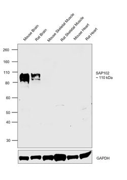Invitrogen SAP102 Polyclonal Antibody 100 &mu;L; Unconjugated:Antibodies,
