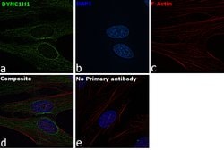 Invitrogen DYNC1H1 Polyclonal Antibody 100 &mu;L; Unconjugated:Antibodies,