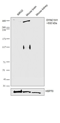 Invitrogen DYNC1H1 Polyclonal Antibody 100 &mu;L; Unconjugated:Antibodies,