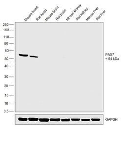 Invitrogen PAX7 Polyclonal Antibody 100 &mu;L | Buy Online | Invitrogen&trade; | Fisher Scientific
