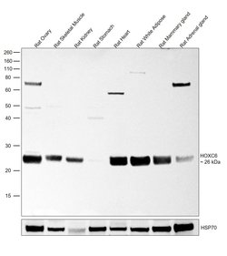 Invitrogen HOXC6 Polyclonal Antibody 100 &mu;L; Unconjugated:Antibodies,