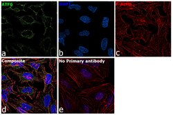 Invitrogen ATF6 Polyclonal Antibody 100 &mu;L; Unconjugated:Antibodies,