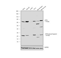 Invitrogen ATF6 Polyclonal Antibody 100 &mu;L; Unconjugated:Antibodies,