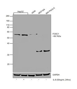 Invitrogen FOXC1 Polyclonal Antibody 100 &mu;L; Unconjugated:Antibodies,