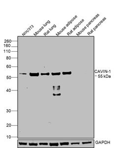 Invitrogen PTRF Polyclonal Antibody 100 &mu;L; Unconjugated:Antibodies,