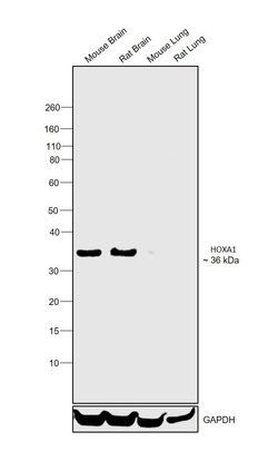 Invitrogen HOXA1 Polyclonal Antibody 100 &mu;L; Unconjugated:Antibodies,