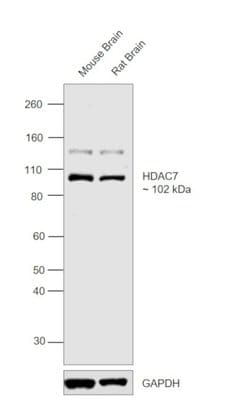 Invitrogen HDAC7 Polyclonal Antibody 100 &mu;L; Unconjugated:Antibodies,