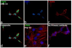 Invitrogen BCL11A Polyclonal Antibody 100 &mu;L; Unconjugated:Antibodies,