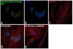 Invitrogen Nuclear Matrix Protein p84 Polyclonal Antibody 100 &mu;L | Buy Online | Invitrogen&trade; | Fisher Scientific