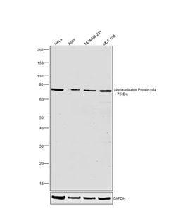 Invitrogen Nuclear Matrix Protein p84 Polyclonal Antibody 100 &mu;L | Buy Online | Invitrogen&trade; | Fisher Scientific