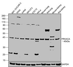 Invitrogen PKA alpha Polyclonal Antibody 100 &mu;L; Unconjugated:Antibodies,