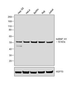Invitrogen hnRNP H1 Polyclonal Antibody 100 &mu;L; Unconjugated:Antibodies,