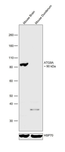 Invitrogen ATG9A Polyclonal Antibody 100 &mu;L; Unconjugated:Antibodies,