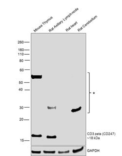 Invitrogen CD3 zeta (CD247) Polyclonal Antibody 100 &mu;L; Unconjugated:Antibodies,