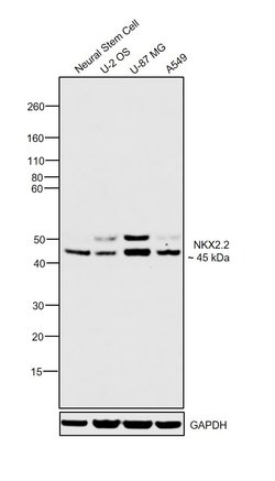 Invitrogen Nkx2.2 Polyclonal Antibody 100 &mu;g; Unconjugated:Antibodies